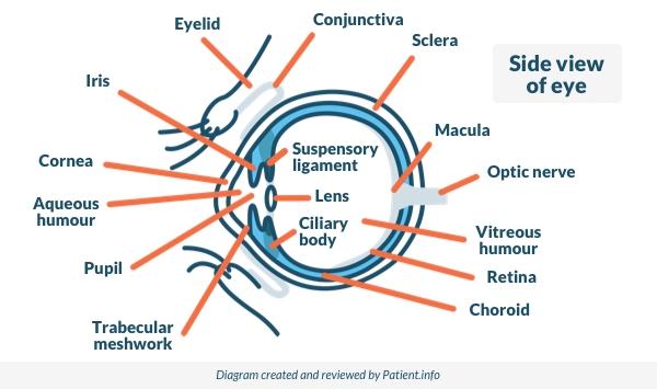 Side View of the Eye